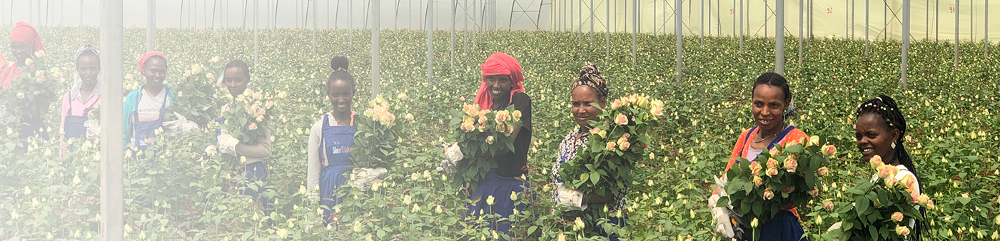 Header geplukte rozen en medewerkers Afriflora