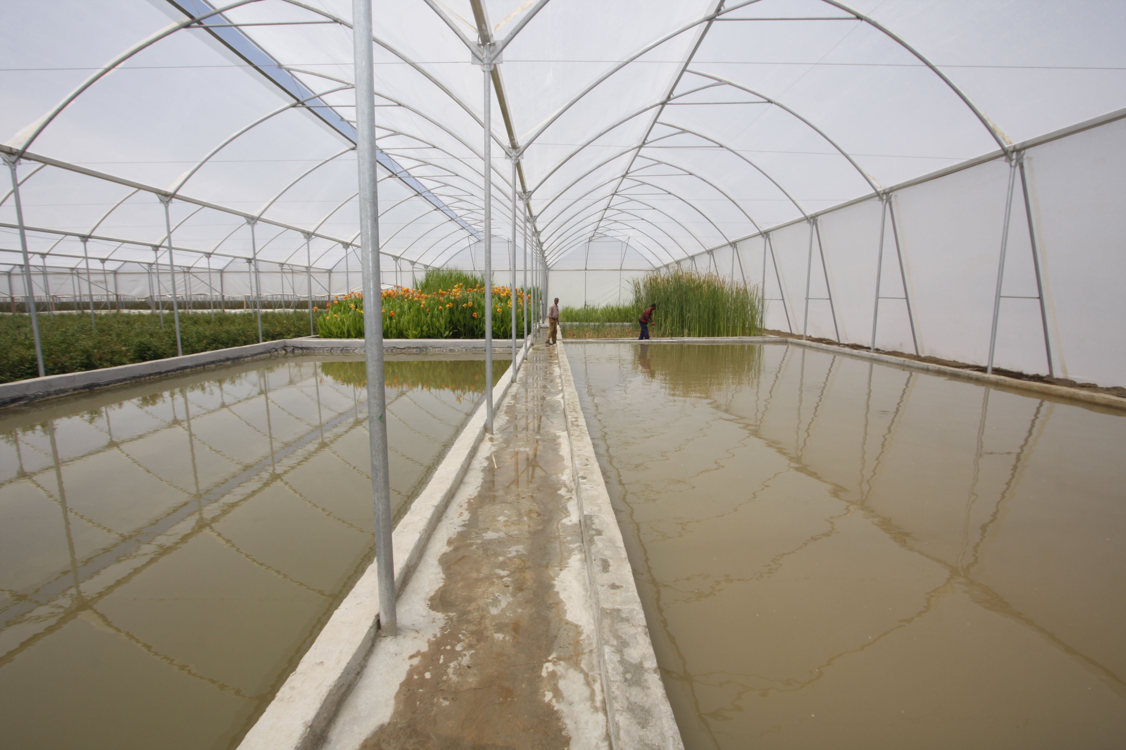 , Positive impact of constructed wetlands and biocontrol in the Ethiopian flower industrie