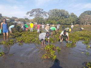 water hyacinth removal, Protecting the Lake: water hyacinth removal