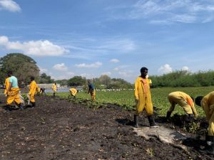 water hyacinth removal, Protecting the Lake: water hyacinth removal