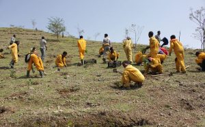 , Reforestation: planting 57.000 trees