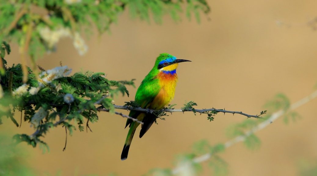 bird on Farmers’ Forest Day en Biodiversiteit 3