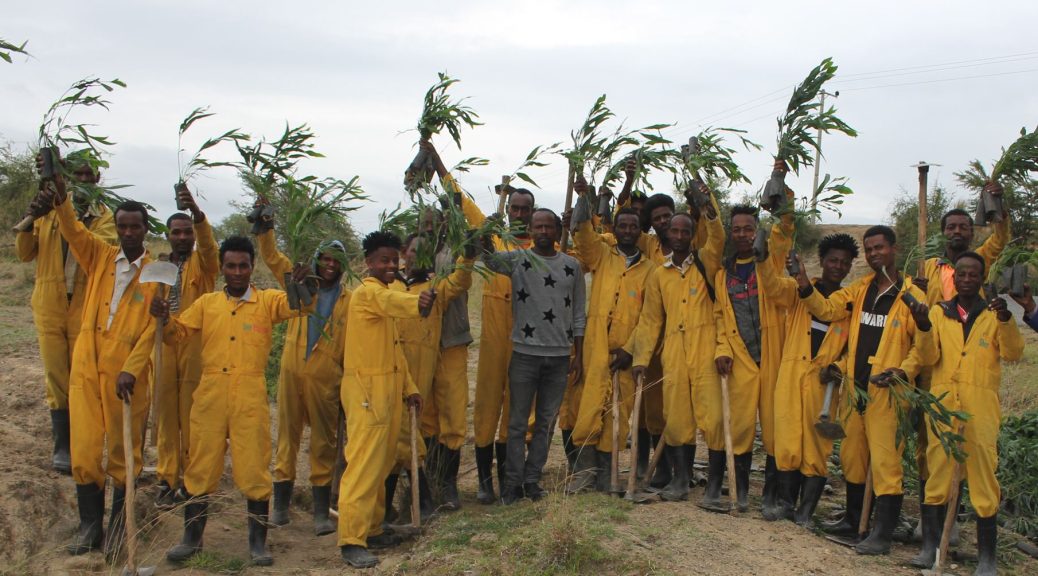 In Ethiopië zijn er 3,7 miljard zaailingen geplant