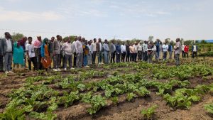 , Sher School educational vegetable garden and experience sharing day