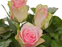Belle Rose Belle Rose