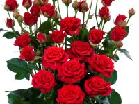 Interplant Roses 091021 Mirabel
