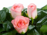 Rosemantic Rosemantic