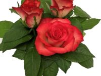 Senti Joyfull